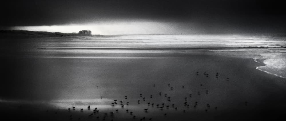 Shorebirds Dark Sky by Piet Flour — canvas wall art