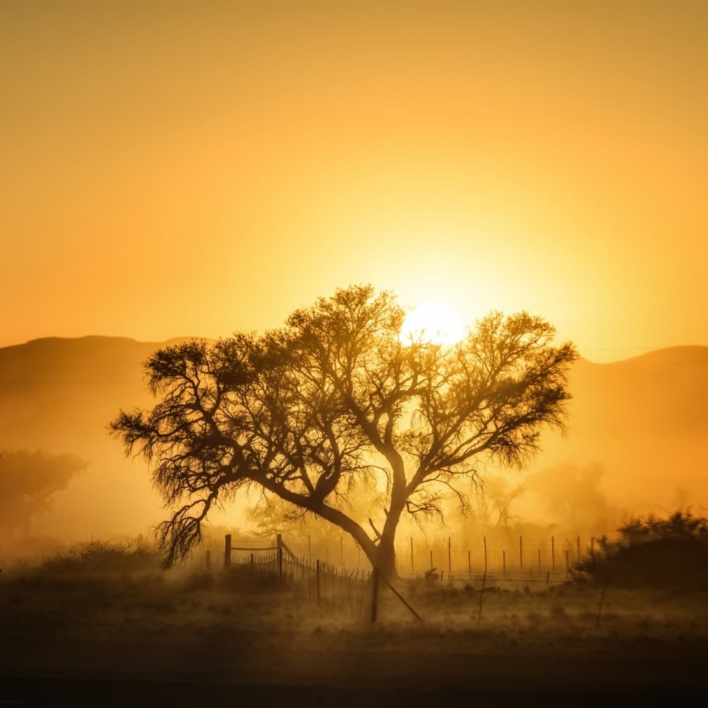 Golden Hour Tree by Piet Flour — canvas wall art