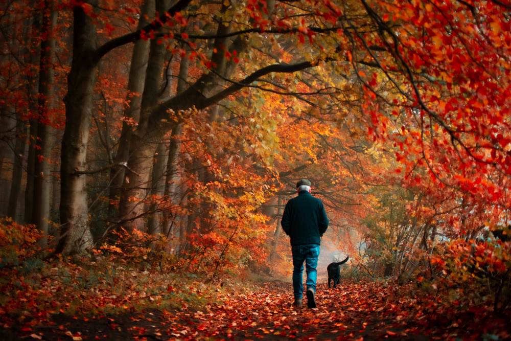Peaceful Autumn Stroll by Francis Wilson — canvas wall art