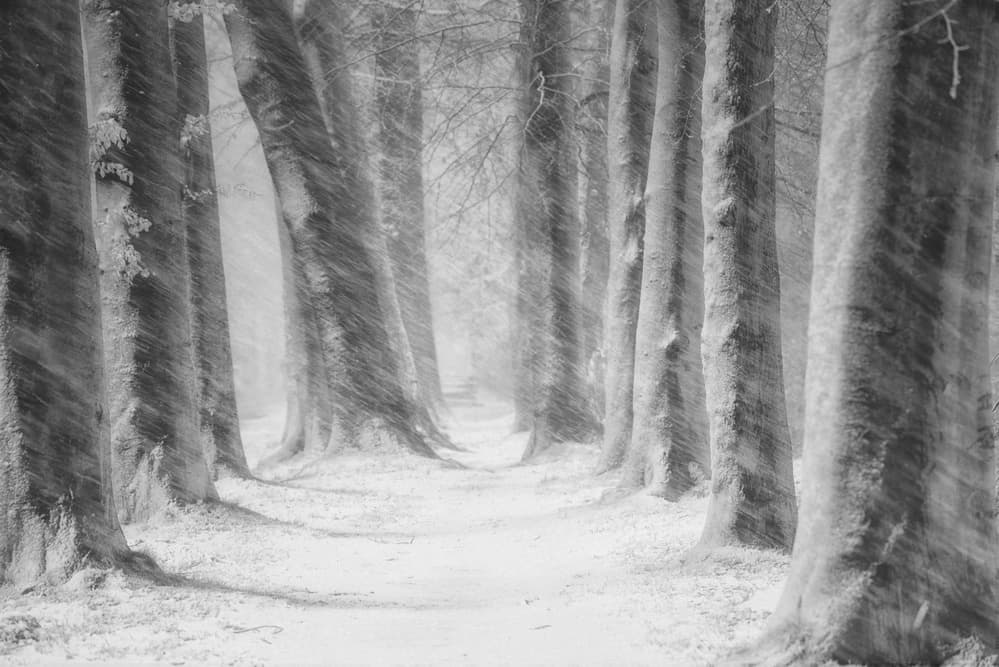 Misty Forest Path by Saskia Dingemans — canvas wall art