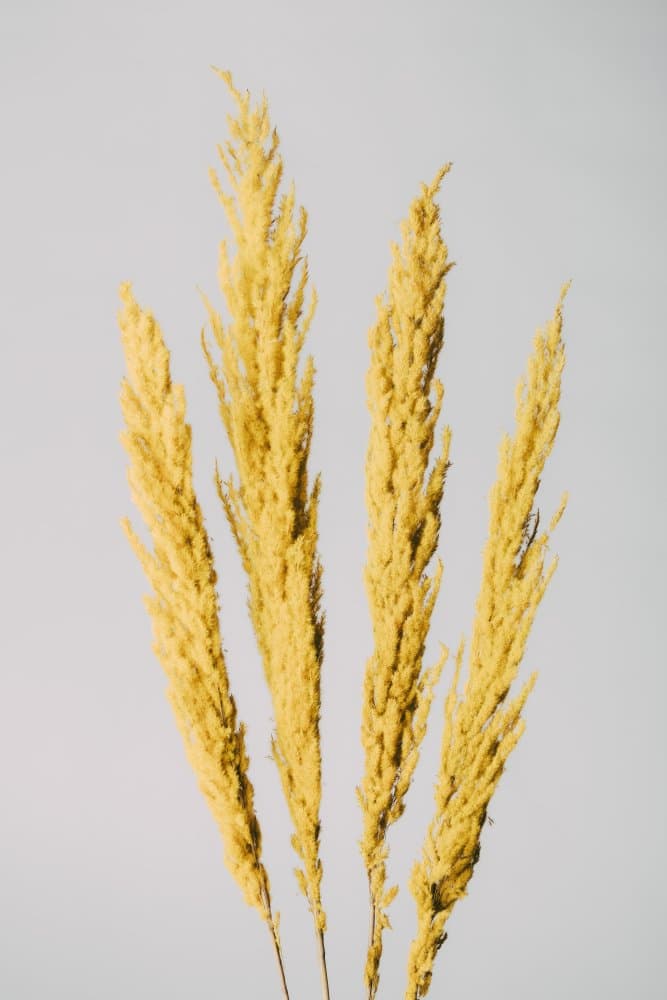Golden Wheat Stems by Pictufy Studio III — canvas wall art