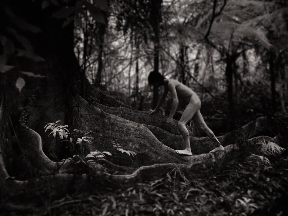 Dark Forest Climb by Mel Brackstone — canvas wall art