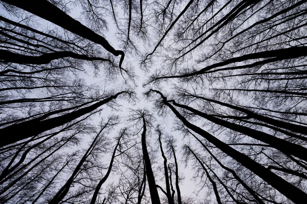 Winter Trees Upward Gaze by Milan Uhrin  AFIAP AZSF — canvas wall art