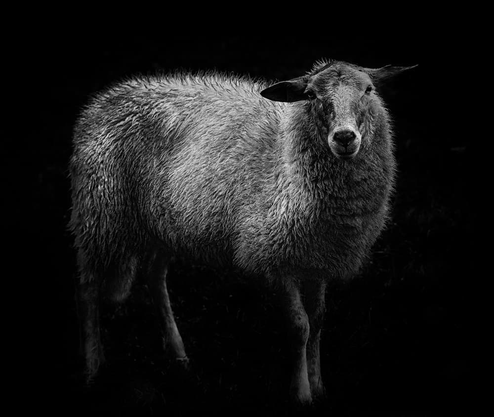 Dark Sheep Portrait by Wicher Bos — canvas wall art