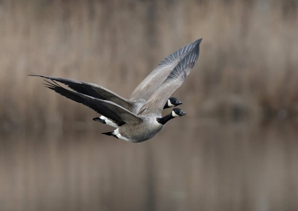 Flying Canada Geese by Allan Wallberg — canvas wall art