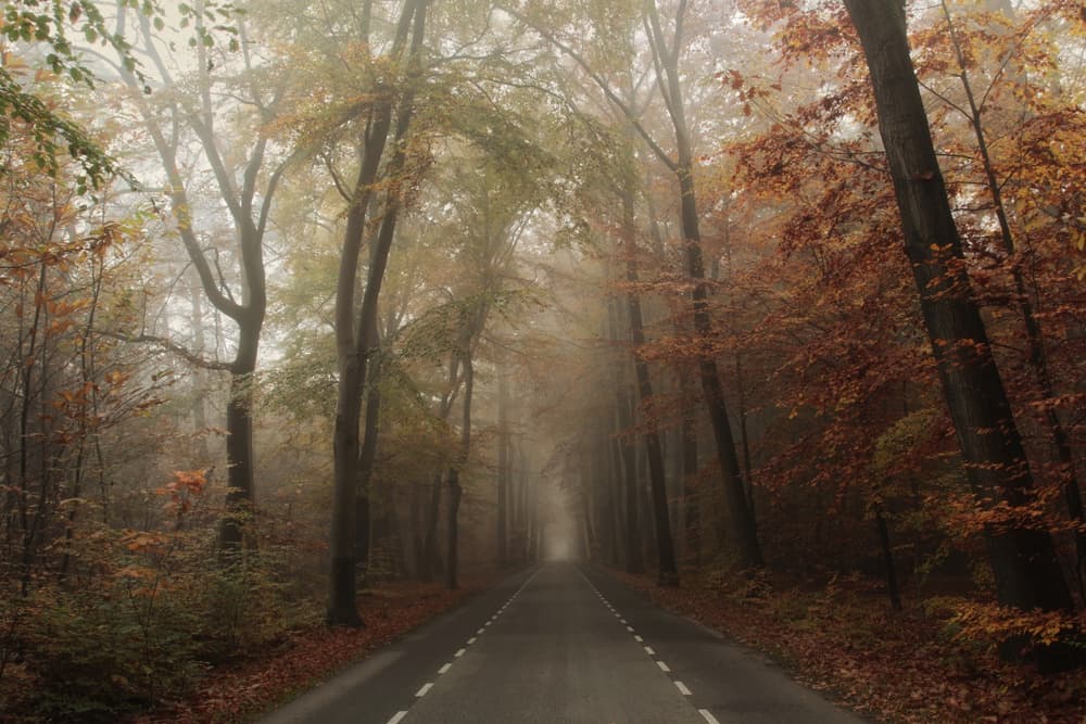 Misty Autumn Road by Vincent Croce — canvas wall art