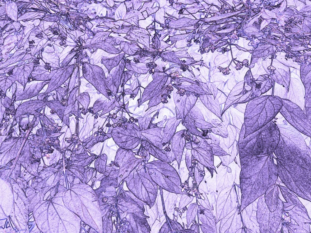 Purple Leaf Sketch by Santhosh ch — canvas wall art