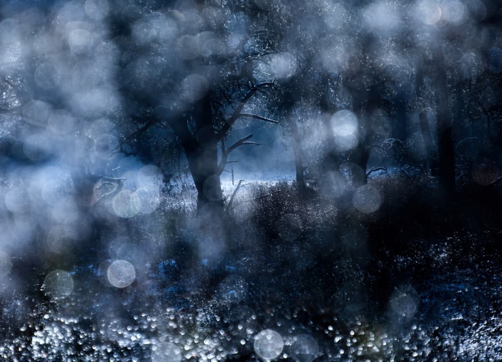 Misty Winter Forest by Ria Groot Zevert — canvas wall art