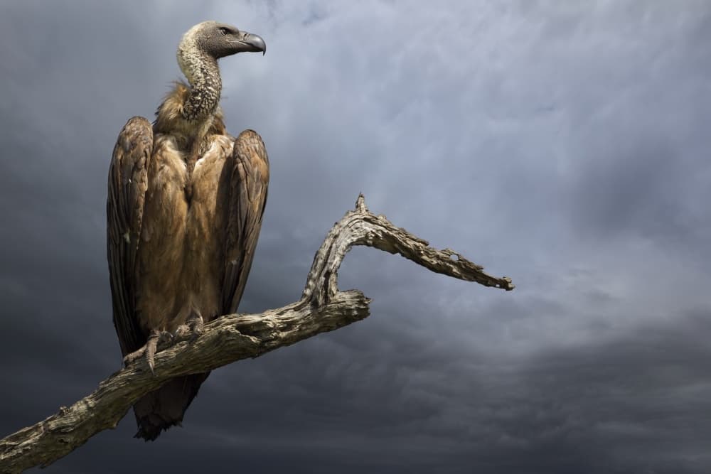 Watchful Vulture Dark Sky by Mario Moreno — canvas wall art