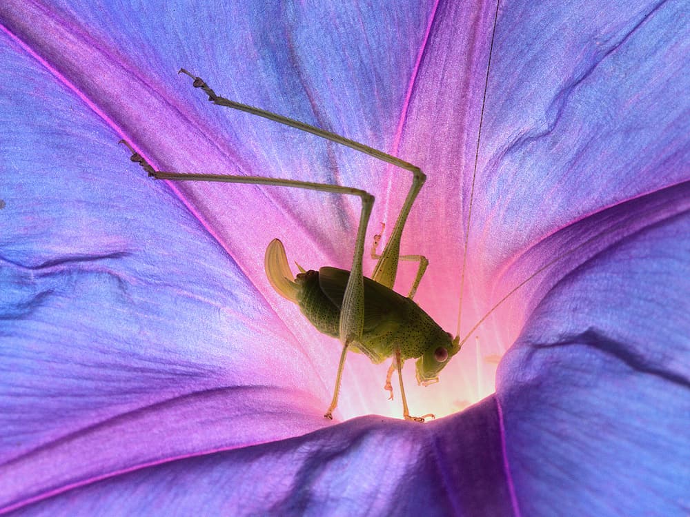 Katydid in Glowing Bloom by Jimmy Hoffman — canvas wall art