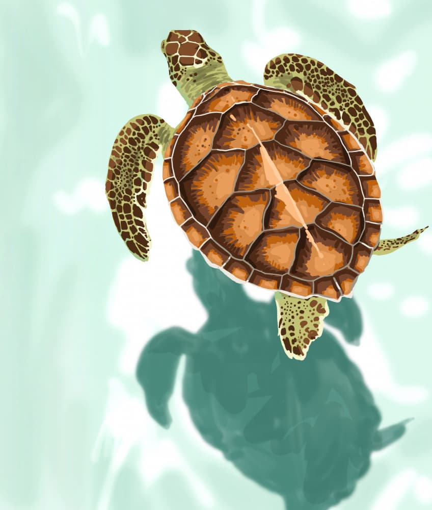 Gentle Sea Turtle Swim by Uma Gokhale — canvas wall art