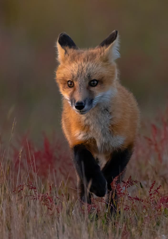 Curious Fox Kit by Johnson Huang — canvas wall art