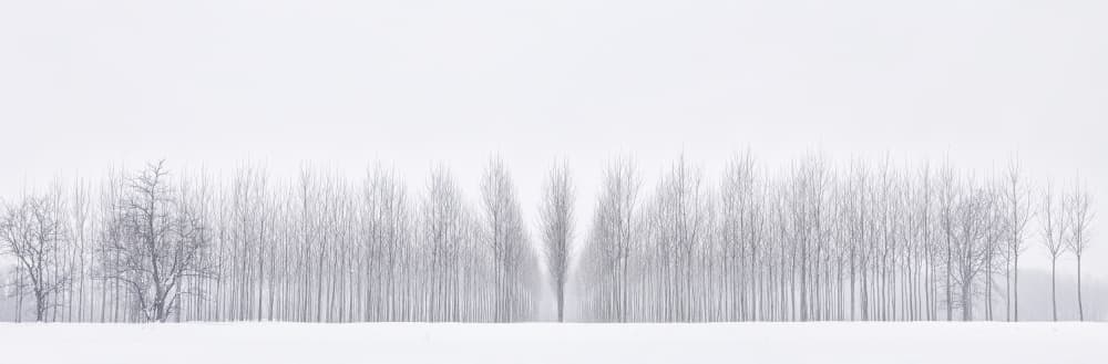 Winter Forest Serenity by Fiorenzo Carozzi — canvas wall art
