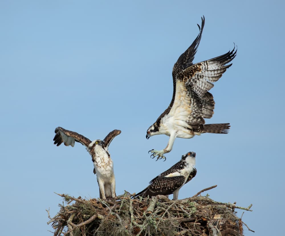 Osprey Nest Landing by Amy Marques — canvas wall art