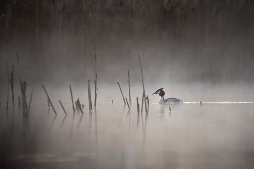 Misty Morning Grebe by Benny Pettersson — canvas wall art