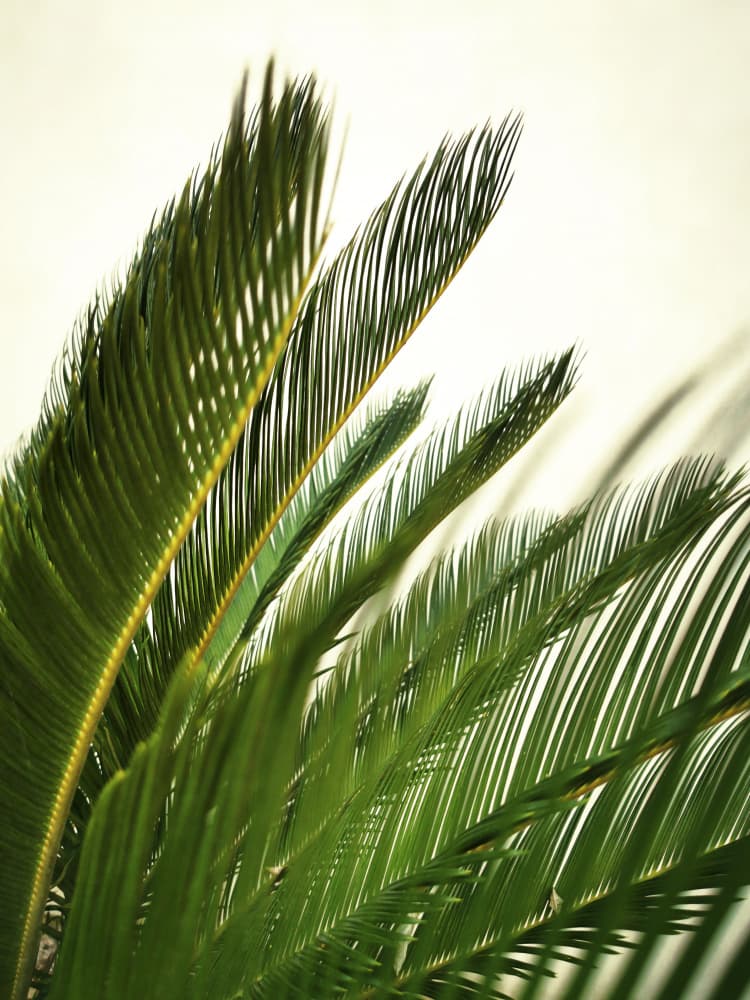 Green Palm Leaves by Angelo Cerantola — canvas wall art