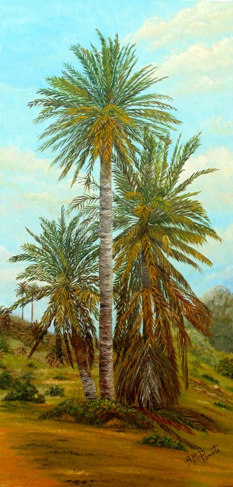 Sunny Desert Palms by Angeles M. Pomata — canvas wall art