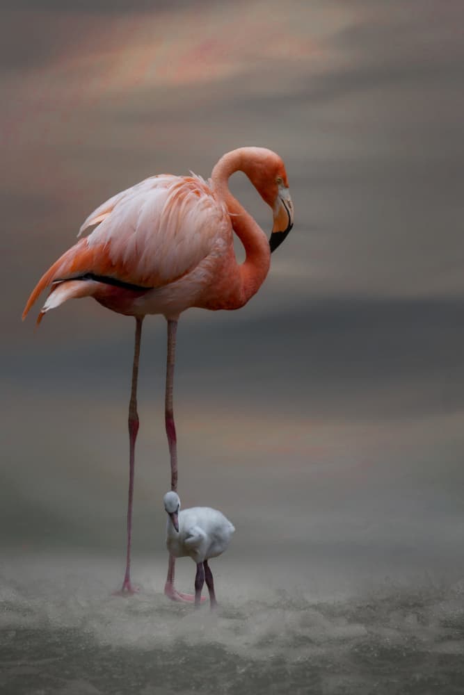 Pink Flamingo Family by Krystina Wisniowska — canvas wall art