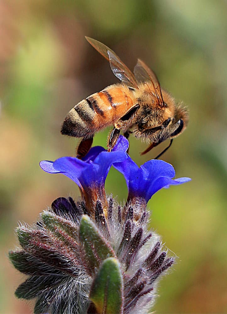 Busy Honeybee On Flower by Aliza Riza — canvas wall art