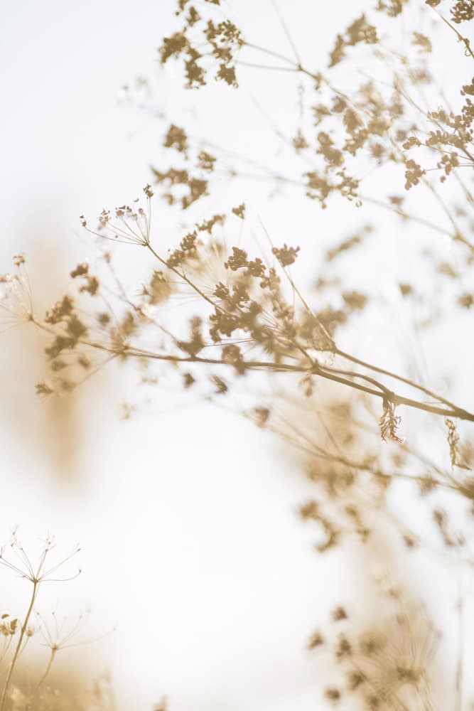 Ethereal Dried Plants by Crystal Lynn Collins — canvas wall art
