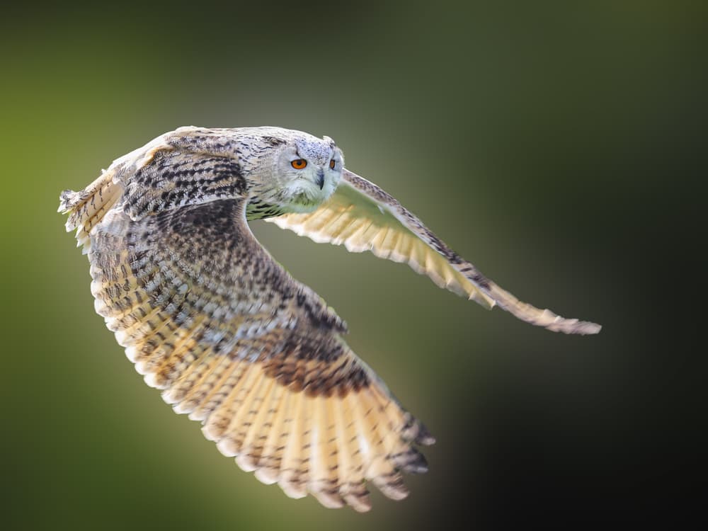 Majestic Owl Flight by Franz Baumann — canvas wall art