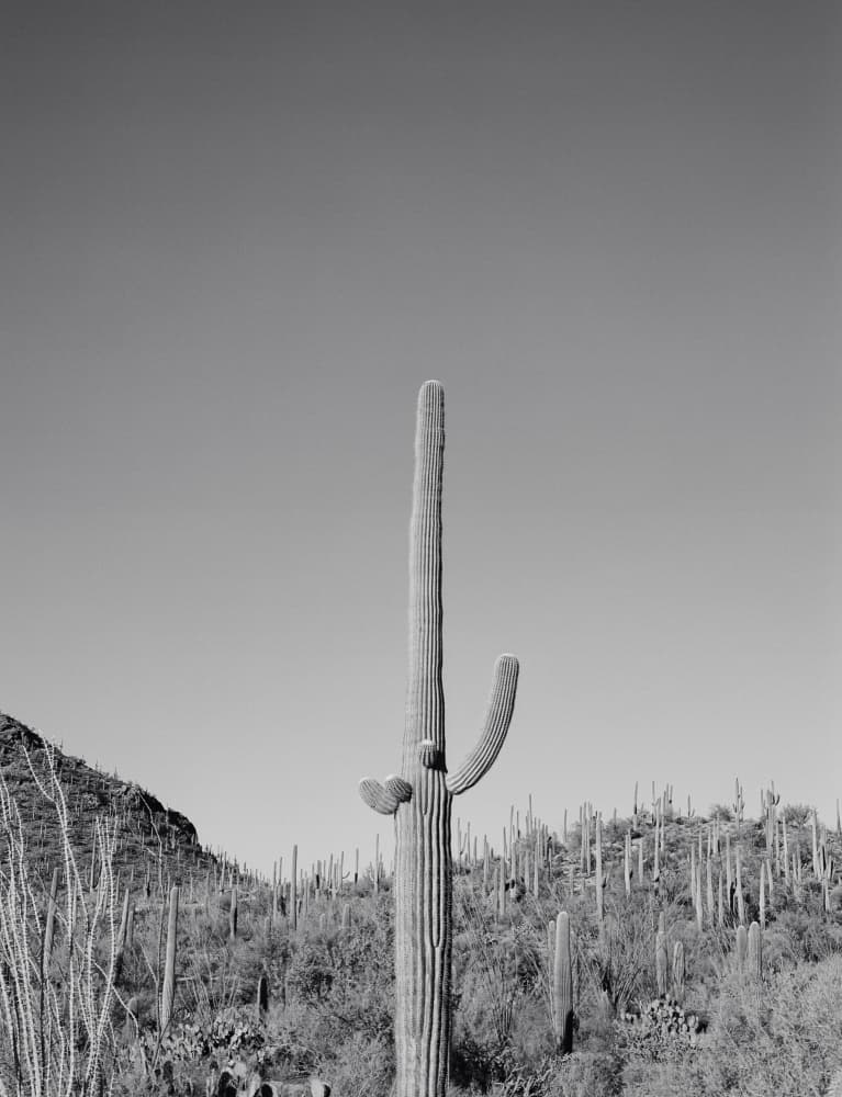 Tall Saguaro Desert by Bethany Young — canvas wall art