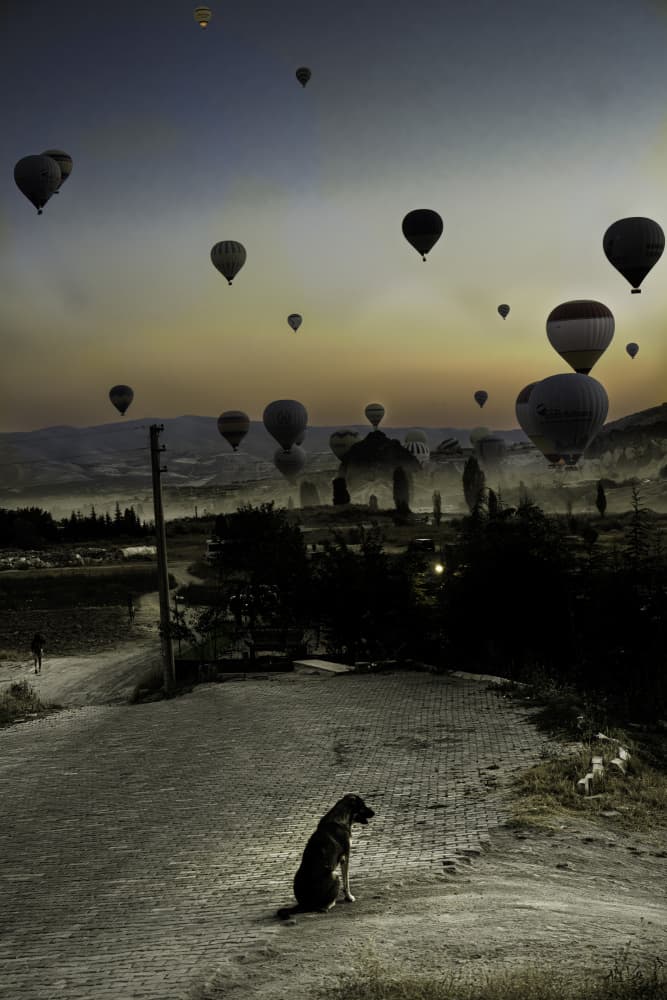 Silent Dawn Dog and Balloons by Donato Bellomo — canvas wall art