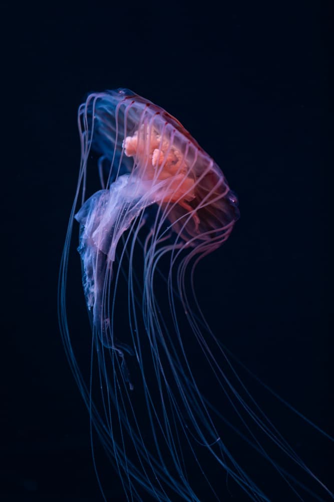 Luminous Deep Sea Jellyfish by Markus Herbord — canvas wall art