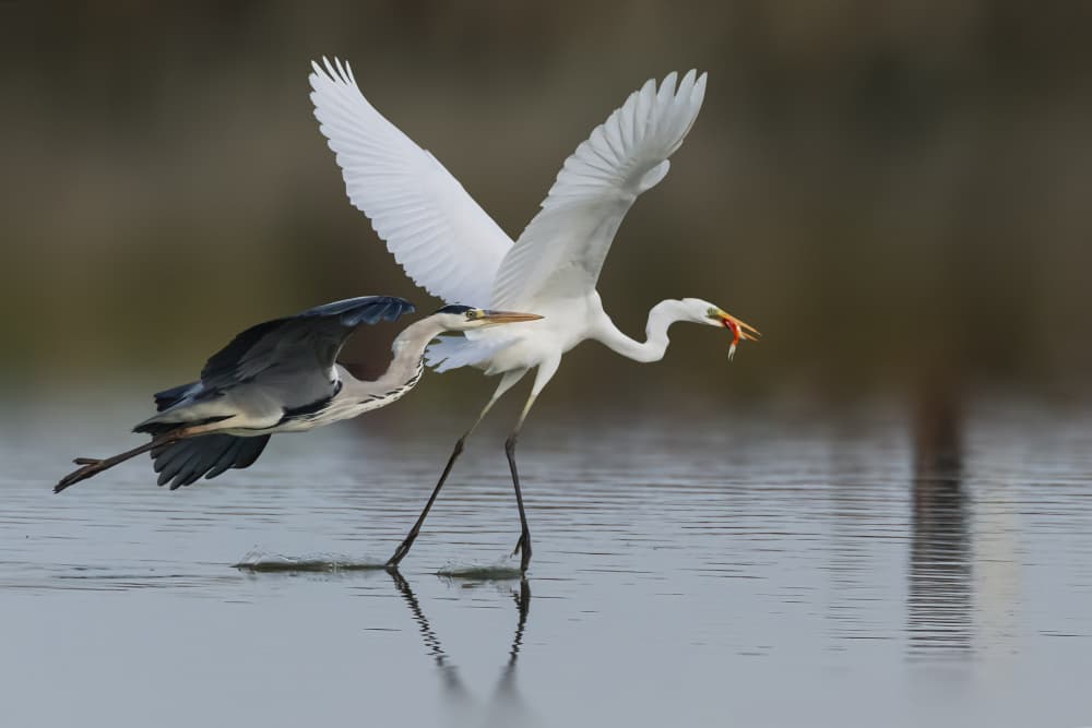 Great Egret Heron Struggle by Mallal Moshe — canvas wall art