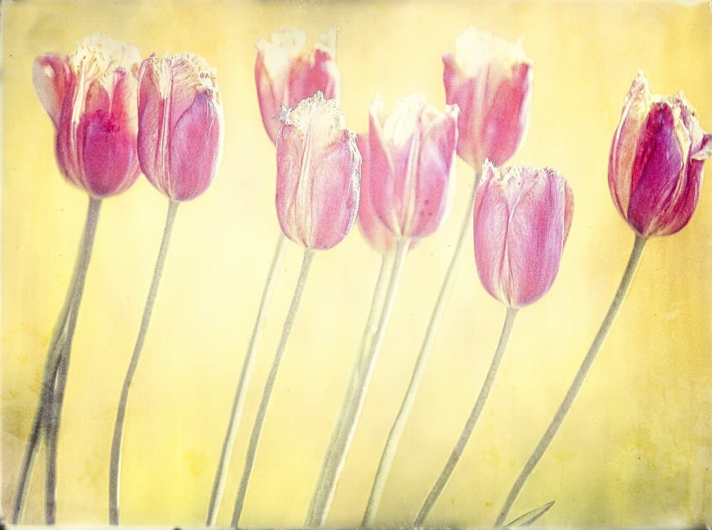 Dreamy Pink Tulips by Anna Cseresnjes — canvas wall art