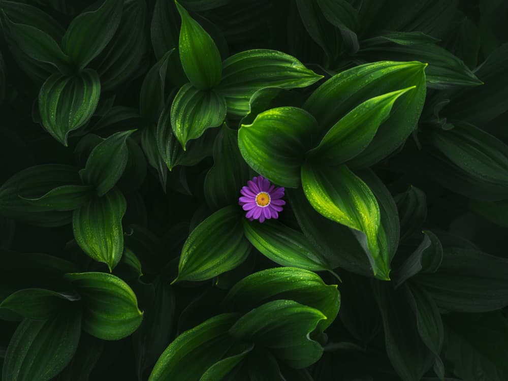 Lush Purple Bloom by NingYun Ye — canvas wall art