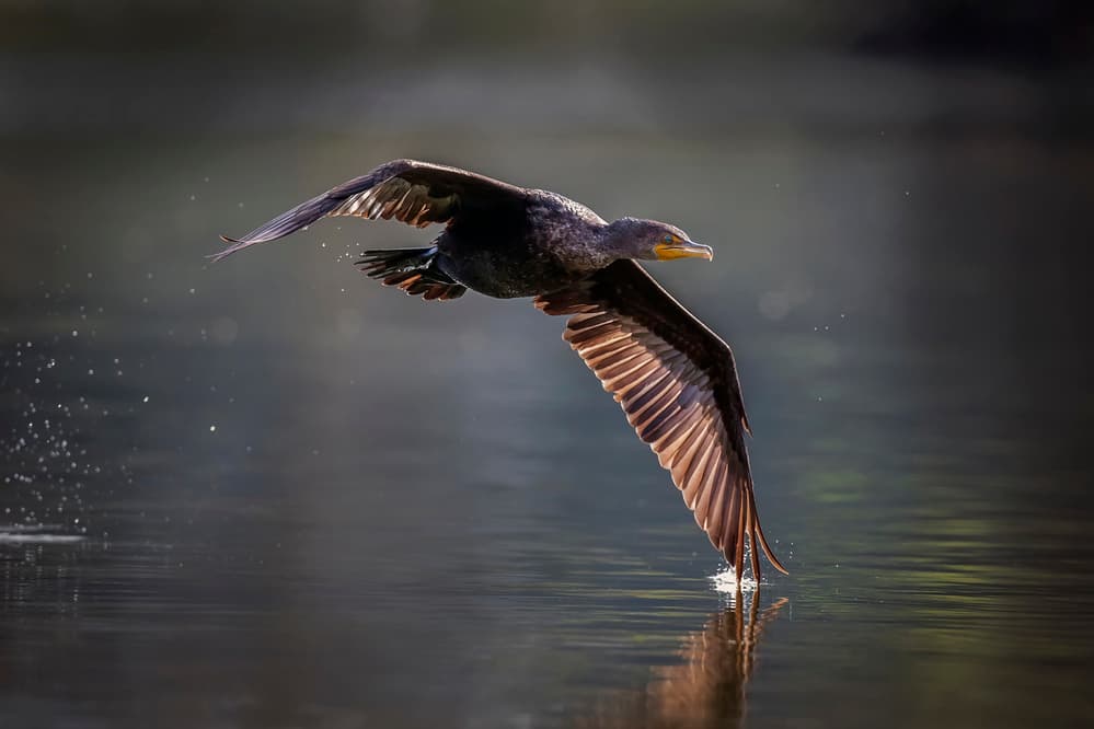 Golden Hour Cormorant Flight by David H Yang — canvas wall art