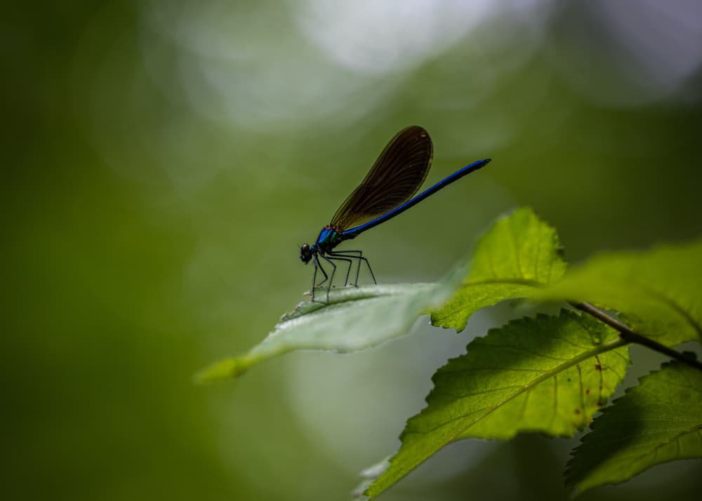 Blue Damselfly on Leaf by Sergio Barboni — canvas wall art