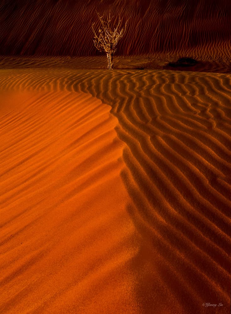 Desert Tree Ripples by Yanny Liu — canvas wall art
