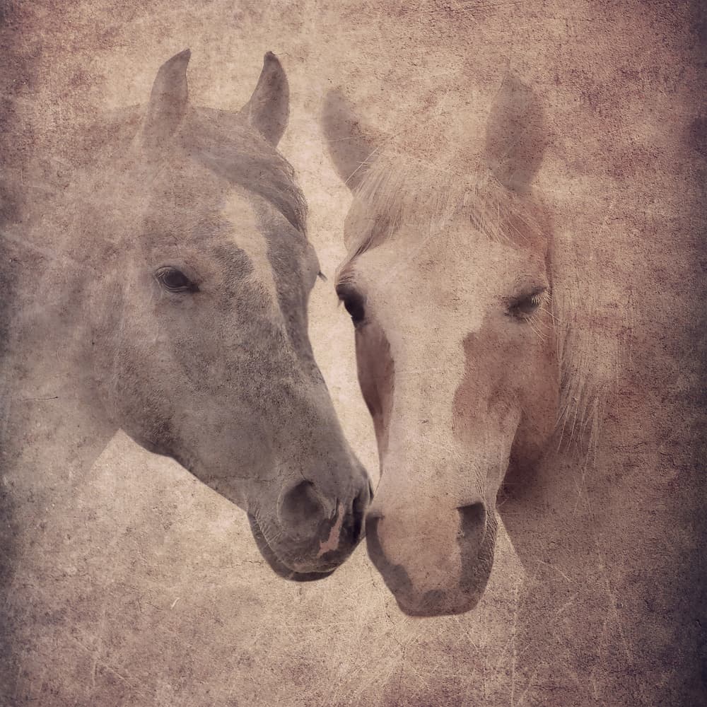 Gentle Horse Bond by Evgenii Novichikhin — canvas wall art