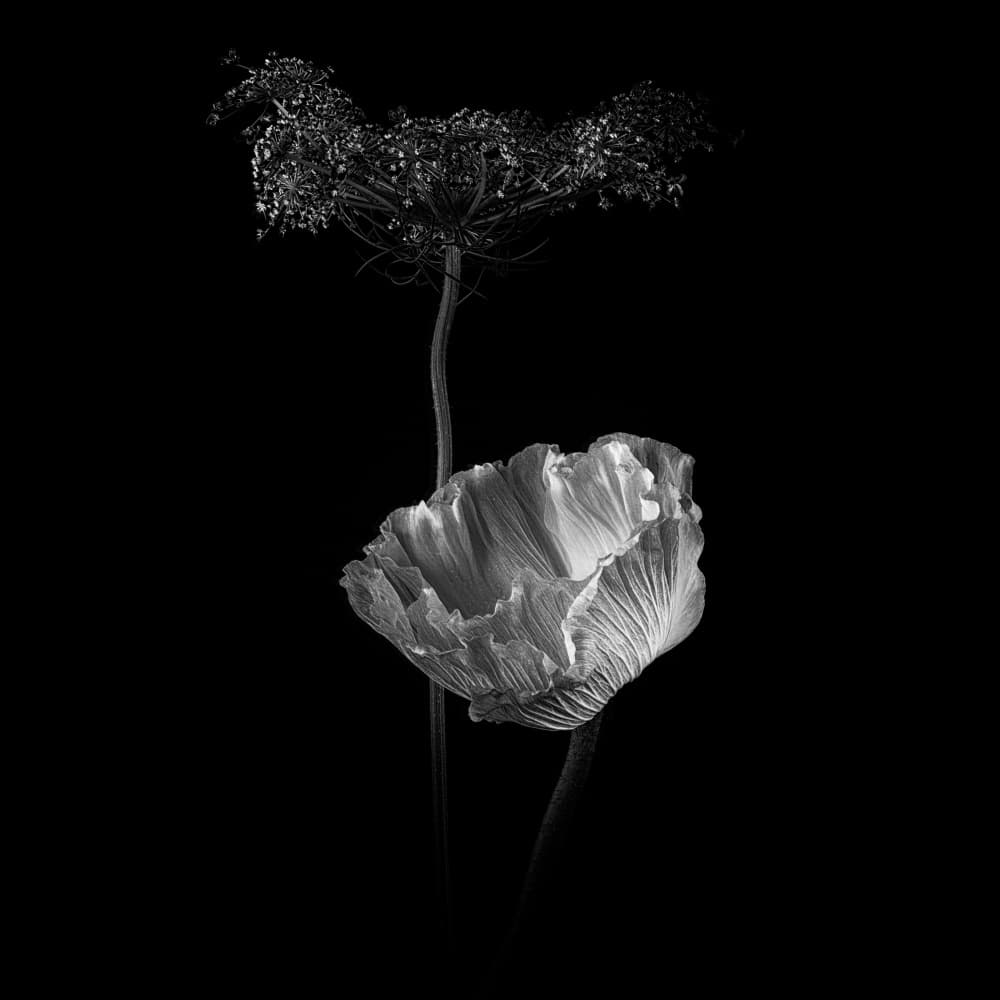 Poppy and Queen Anne's by Penny Myles — canvas wall art