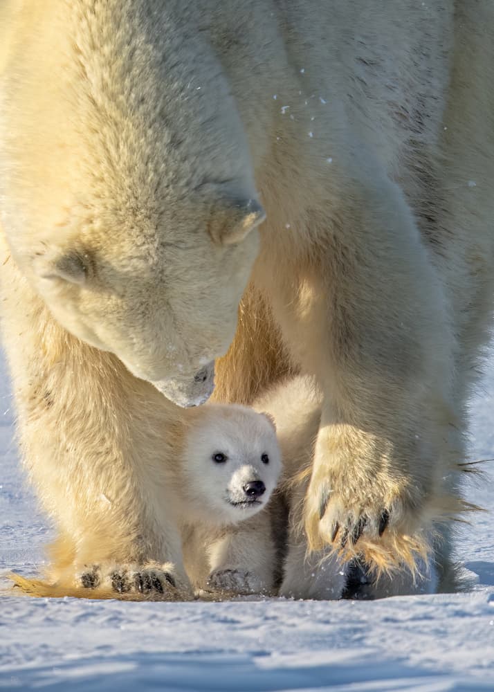 Arctic Mother and Cub by Hung Tsui — canvas wall art