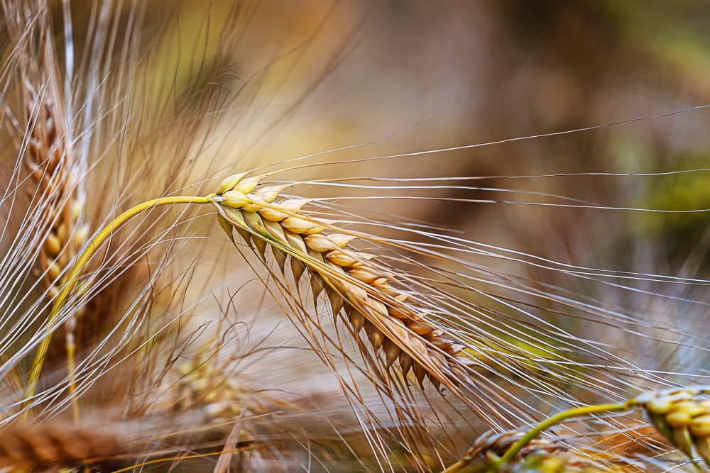 Golden Grain Harvest by Michael — canvas wall art