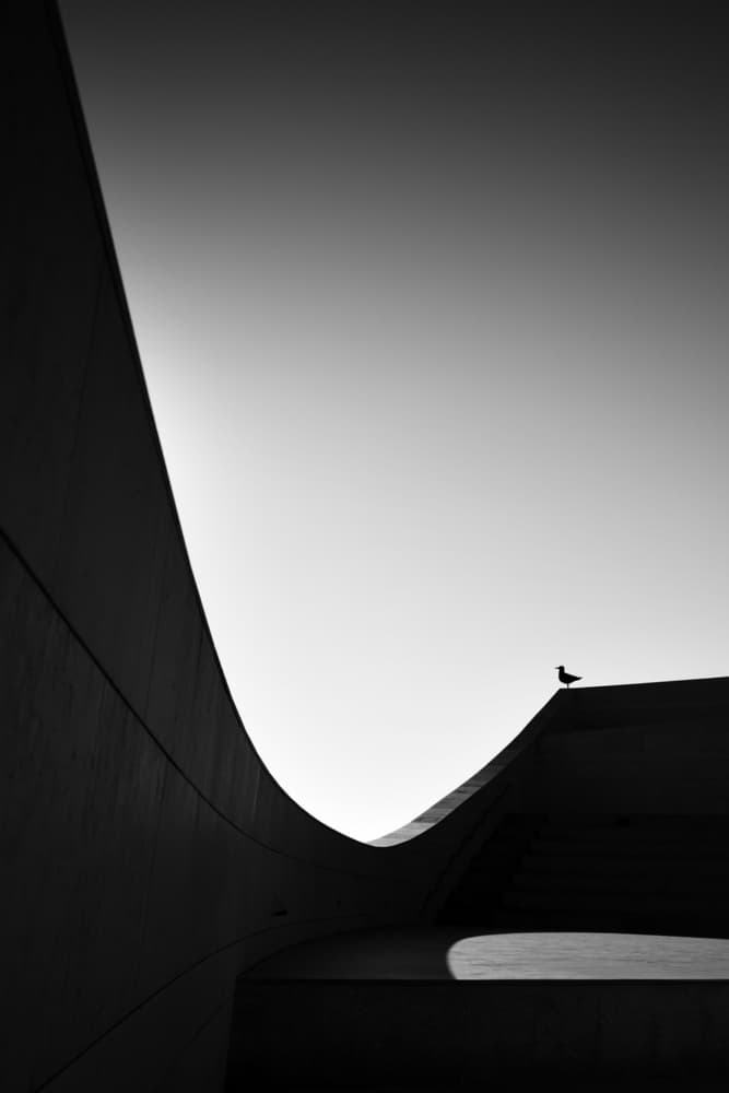 Stark Curve with Bird by Florentinus Joseph — canvas wall art
