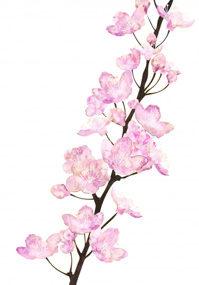 Soft Pink Cherry Blossoms by Sarah Manovski — canvas wall art