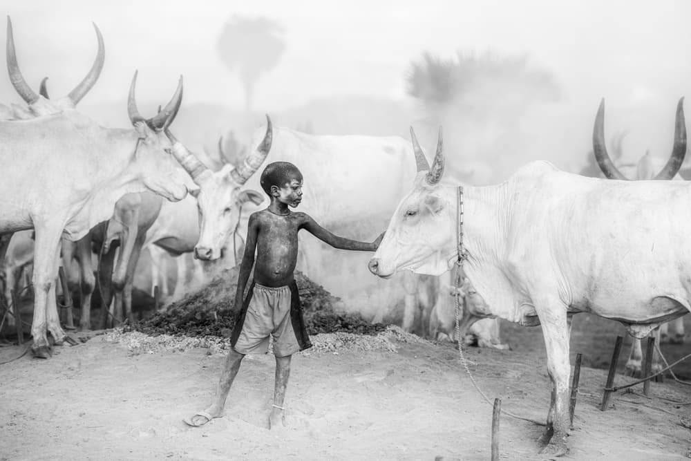 Boy and Sacred Cow by Trevor Cole — canvas wall art