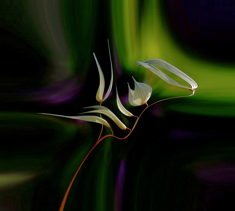Elegant White Botanicals by Thierry Dufour — canvas wall art
