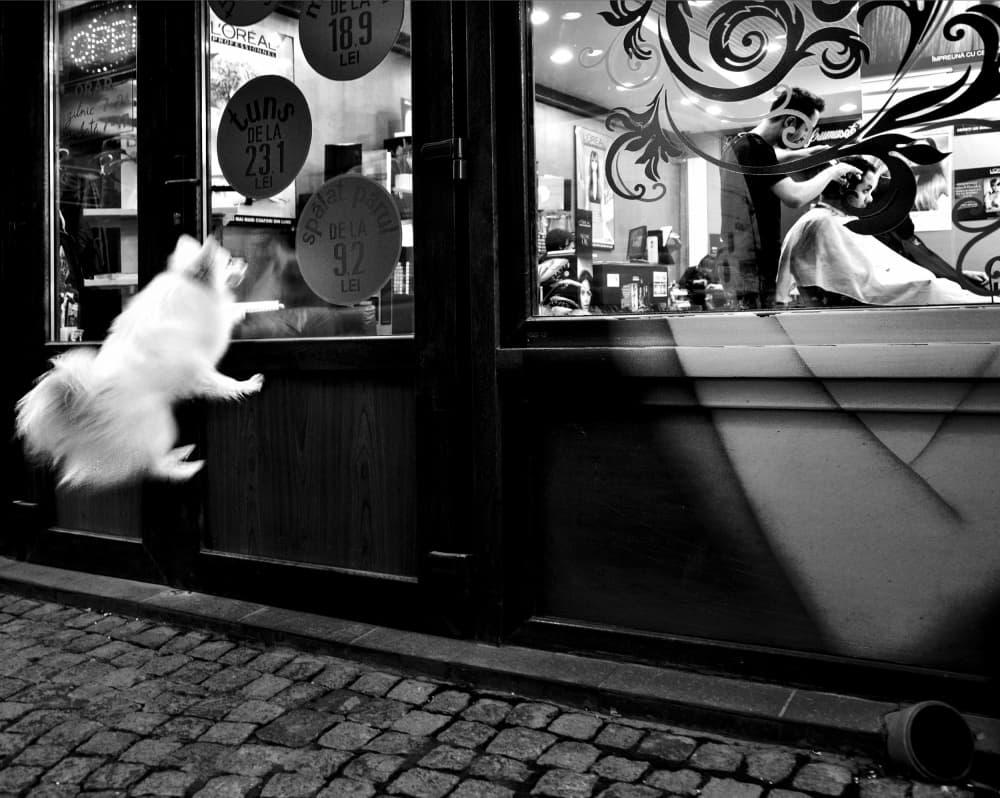 Curious Dog Salon Peek by Mirela Momanu — canvas wall art