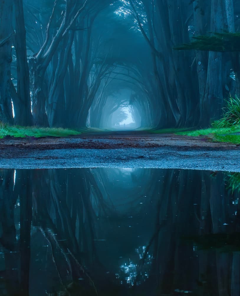 Misty Forest Path Reflection by Judy Tseng — canvas wall art