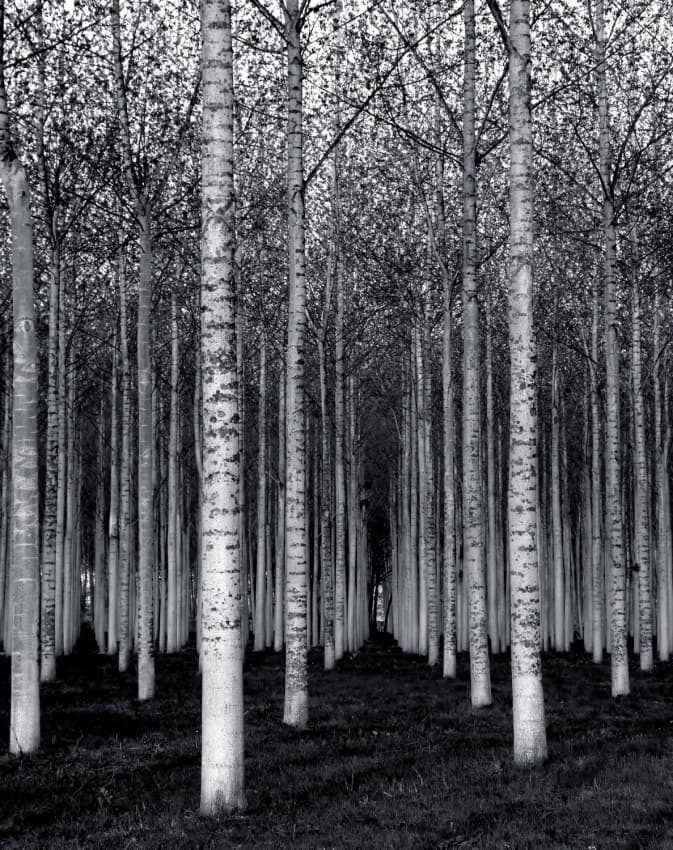 Birch Forest Path by David Scarbrough — canvas wall art