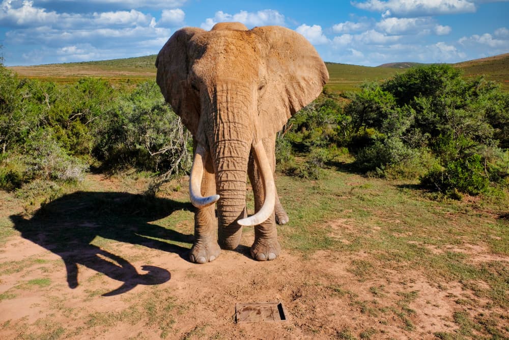 Majestic African Elephant by Dan Edwards — canvas wall art
