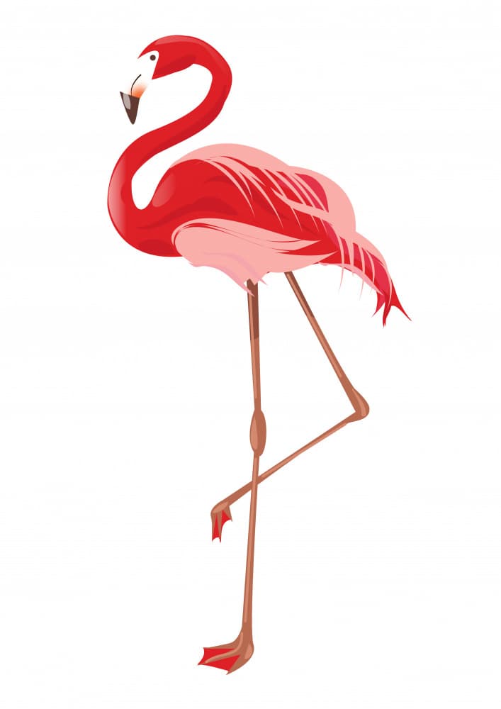 Vibrant Pink Flamingo by Nicholas — canvas wall art