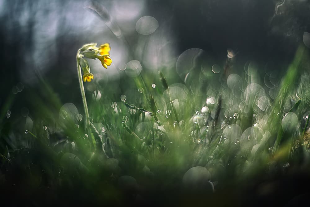 Dewy Morning Flower by Wil Mijer — canvas wall art