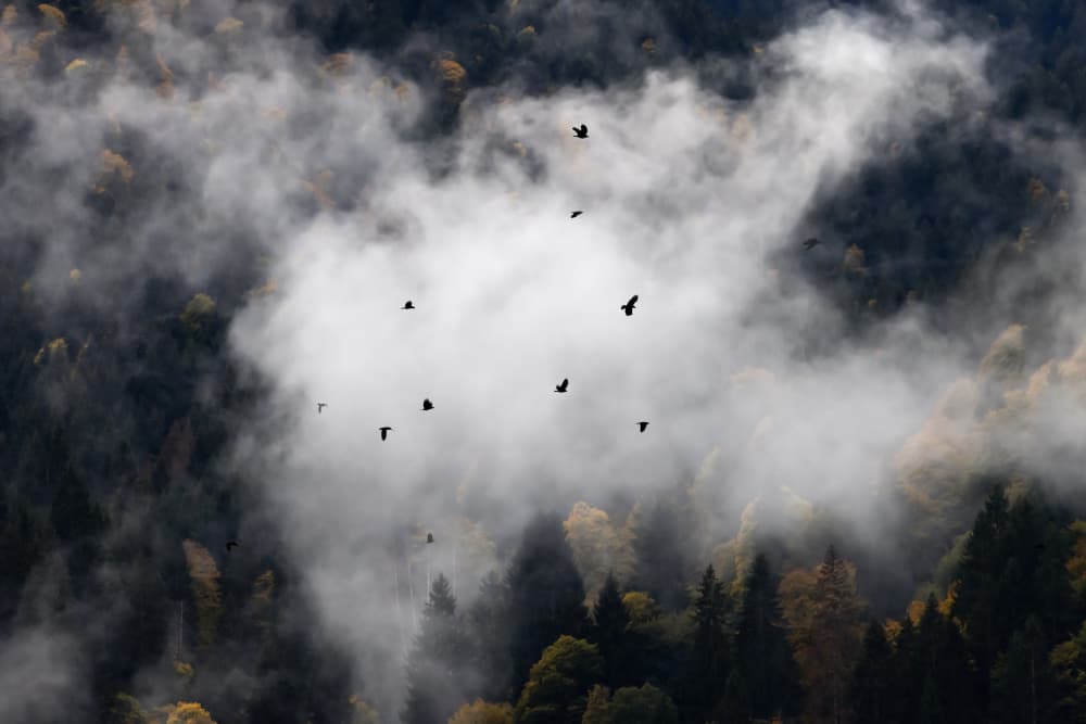 Foggy Woods 8 by Mareike Böhmer — canvas wall art