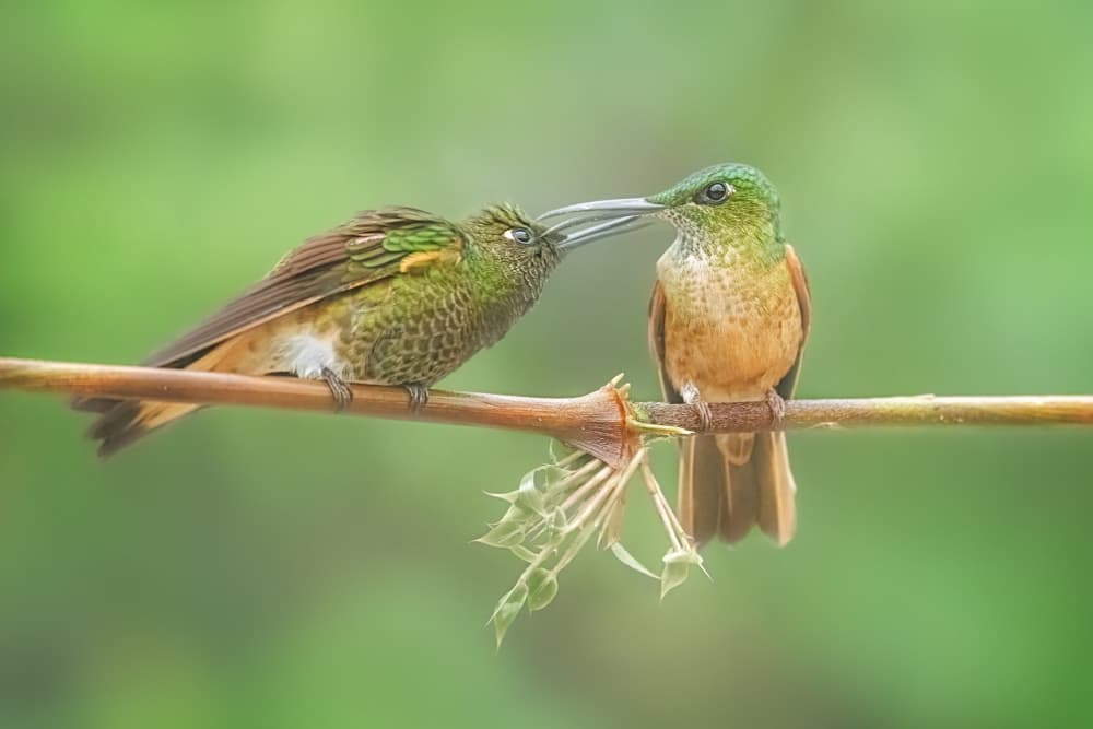 Nurturing Hummingbirds by Siyu_Wei APA — canvas wall art